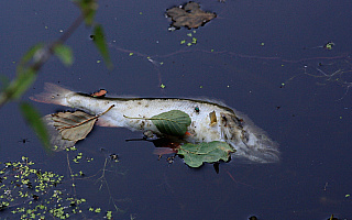 Tony śniętych ryb wyłowiono ze zbiornika w rezerwacie Kwiecewo